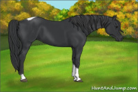 Horse Color:Black Tobiano 