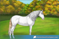 Horse Color:White Spotted Buckskin Dun Appaloosa
