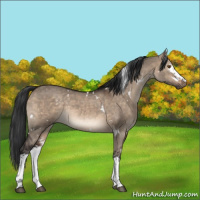 Horse Color:White Spotted Brown Dun Rabicano 