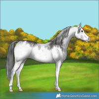 Horse Color:Platinum White Spotted Bay Ice Dun Rabicano 