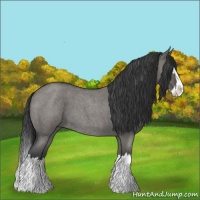 Horse Color:Grullo Roan Splash 