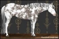 Horse Color:Grullo Sabino 