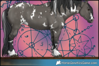 Horse Color:White Spotted Grullo