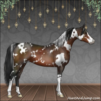 Horse Color:Gray White Spotted Brown Sabino 