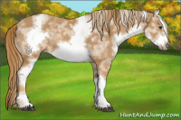 Horse Color:White Spotted Chestnut Sabino Frame 