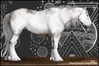 Horse Color:Gray Bay Sabino Frame Rabicano 