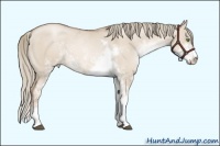 Horse Color:Liver Red Dun Pearl Mushroom Sabino 