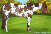 Horse Color:White Spotted Liver Chestnut Rabicano