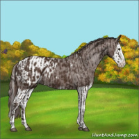 Horse Color:Liver Chestnut Sabino Splash Varnish and Liver Chestnut Sabino Splash Blanket