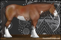 Horse Color:Bay Sabino