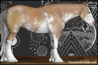 Horse Color:Bay Dun Sabino Splash 