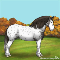 Horse Color:Smoky Blue Roan Splash Appaloosa
