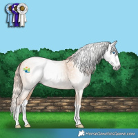Horse Color:Gray Perlino Splash 