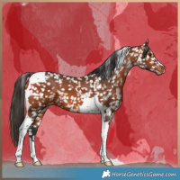 Horse Color:Bay Tobiano Snowflake Varnish