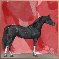 Horse Color:Black Tobiano Appaloosa 