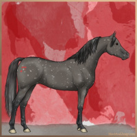 Horse Color:Grullo Snowflake Varnish
