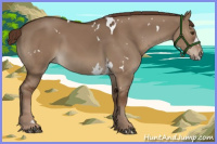 Horse Color:White Spotted Liver Red Dun 