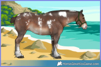 Horse Color:White Spotted Liver Chestnut Sabino 