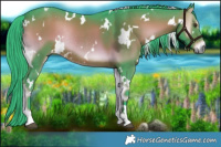 Horse Color:Watercolor White Spotted Liver Red Onyx Rabicano 