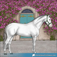 Horse Color:White Spotted Liver Red Dun Appaloosa 
