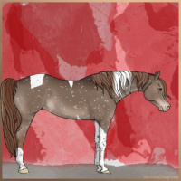 Horse Color:Liver Chestnut Tobiano Appaloosa 
