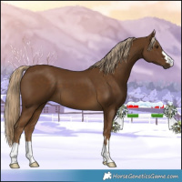 Horse Color:Chocolate Palomino 