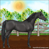Horse Color:Black 