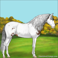 Horse Color:White Spotted Bay Splash Tobiano Appaloosa 