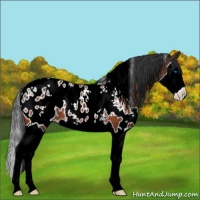 Horse Color:White Spotted Bay Splash Appaloosa 
