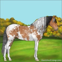 Horse Color:White Spotted Bay Tobiano