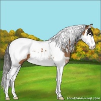 Horse Color:Bay Splash Tobiano Appaloosa 
