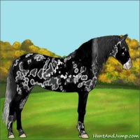 Horse Color:Black Splash Tobiano Appaloosa 