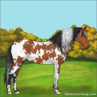 Horse Color:White Spotted Bay 