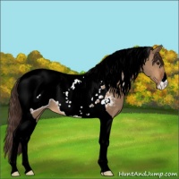 Horse Color:Bay Dun Tobiano Snowcap 