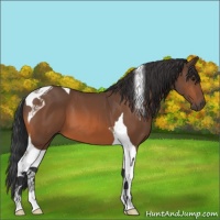 Horse Color:Bay Tobiano 