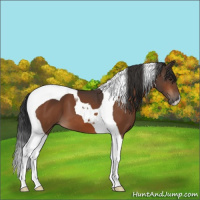 Horse Color:Brown Tobiano 