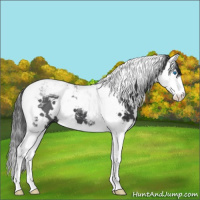 Horse Color:White Spotted Black Splash Tobiano 