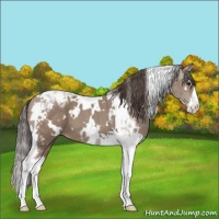 Horse Color:White Spotted Classic Champagne Splash Tobiano