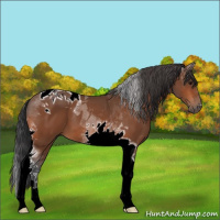 Horse Color:Bay Tobiano 