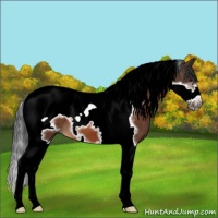 Horse Color:Brown Tobiano Frame 
