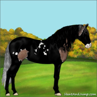 Horse Color:Brown Roan Splash Tobiano Appaloosa 