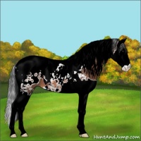 Horse Color:Bay Splash Tobiano Appaloosa 