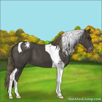 Horse Color:Smoky Black Tobiano Appaloosa 