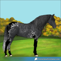 Horse Color:Black Tobiano 
