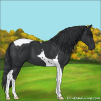 Horse Color:Black Tobiano