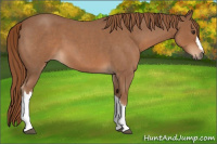 Horse Color:Red Roan 