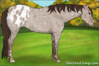 Horse Color:Liver Red Dun Ice Roan Appaloosa 
