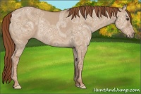Horse Color:Red Dun Ice Rabicano 