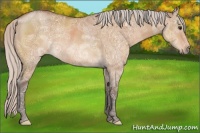 Horse Color:Silver Bay Ice Dun Rabicano 