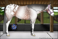 Horse Color:Gray Bay Sabino Appaloosa 